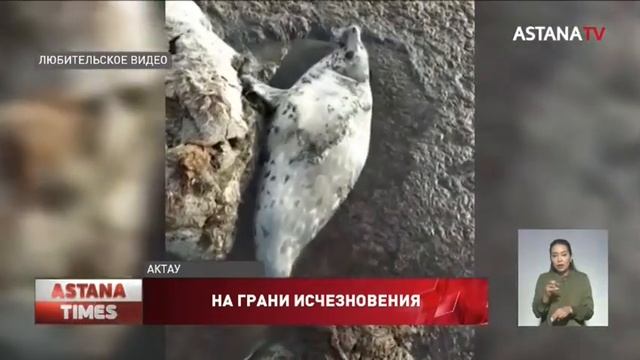Краснокнижного каспийского тюленя спасли в Актау смотреть онлайн