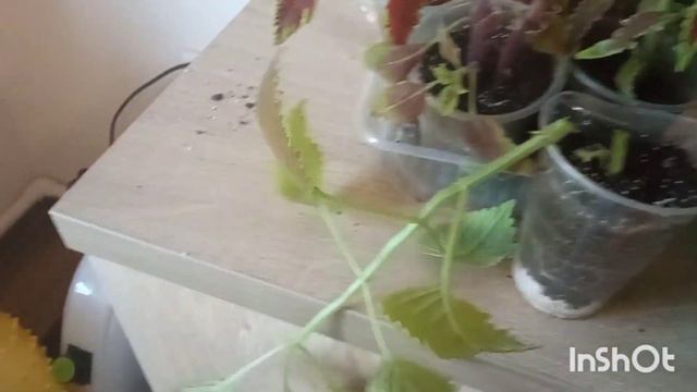 Что делать с колеусами в ноябре?/Обрезка/