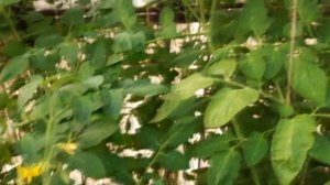 ПАН123 Урожайный огород природного земледелия Как вырастить БОЛЬШОЙ УРОЖАЙ