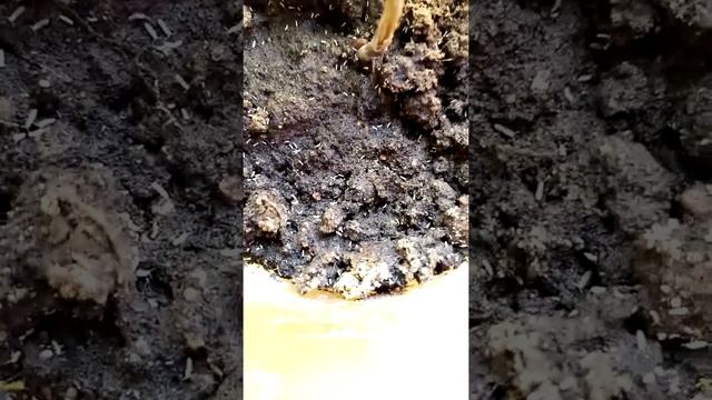 коллемболы (ногохвостки) Collembola смотреть онлайн