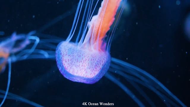 Aquarium 4K VIDEO Sleep Relaxing Meditation Music смотреть онлайн