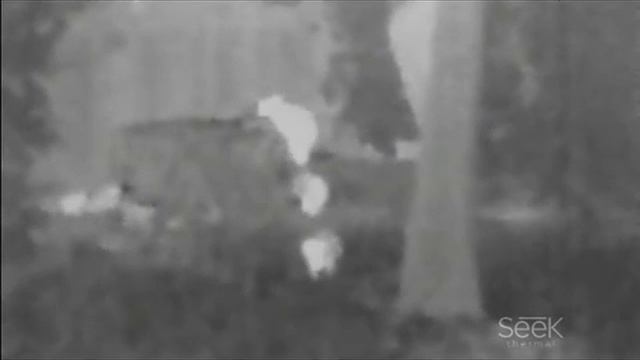 Thermal racoons смотреть онлайн