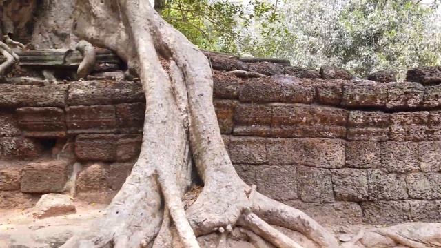 Ta Prohm Temple, Angkor Walking Tour 4k 60fps