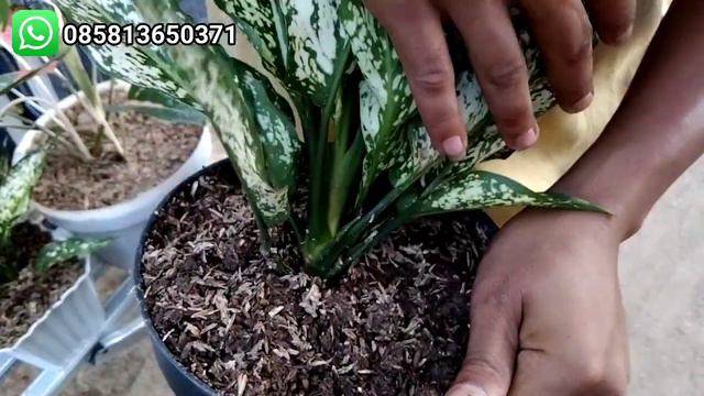 OBRAL AGLONEMA BESAR BESARAN DI BAWAH 50.000 AN ADA PAKET MURAH MERIAH смотреть онлайн