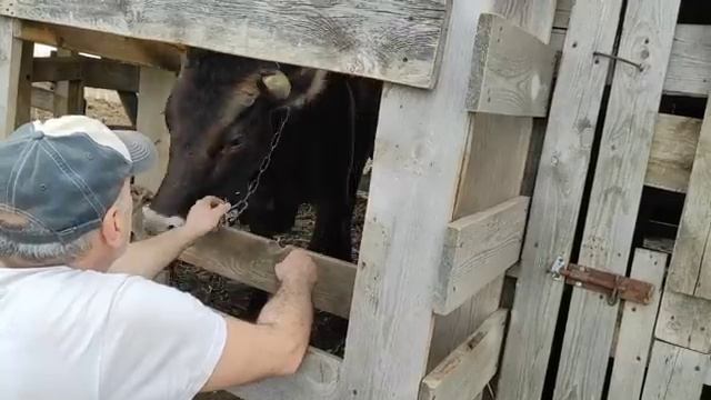 Нужно переводить коров.Одна убежала,другую тащили.Очень страшно коровам