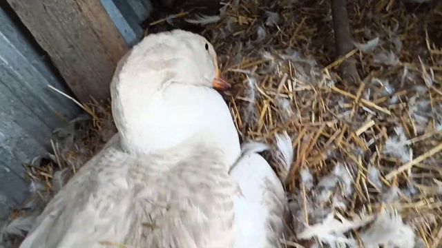 ГУСЫНЯ СНОВА ПЫТАЕТСЯ СЕСТЬ НА ЯЙЦО, А Я КАТЕГОРИЧЕСКИ ПРОТИВ🔪🤜 смотреть онлайн