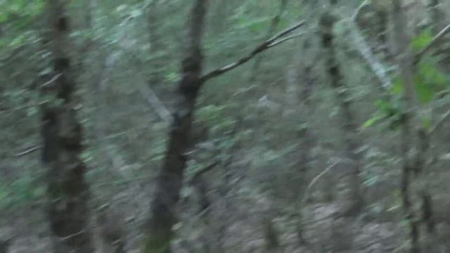 Жизнь во Франции. В лесах Франции поспела земляника. Айда собирать детям. смотреть онлайн