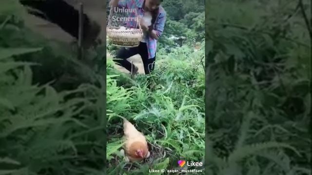 собирает куриные яйца на ферме смотреть онлайн