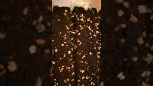 Знакомство с Гайлардией. Посадка рассады смотреть онлайн