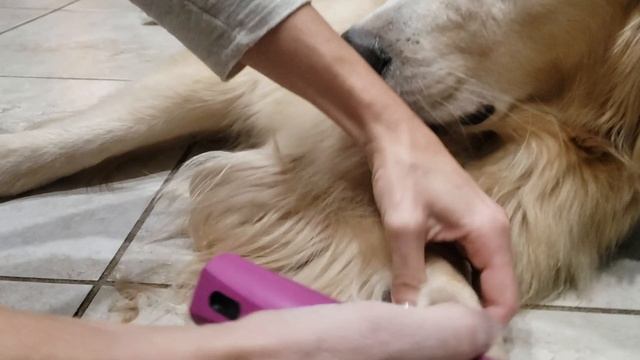 Basic Golden Retriever Grooming