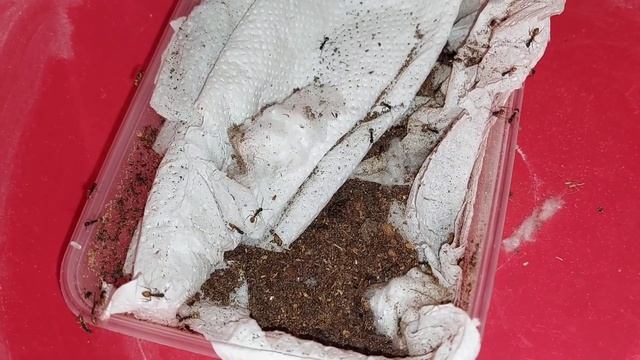 Dolichoderus laminatus (Guyana) переселение 15.01.2022 смотреть онлайн