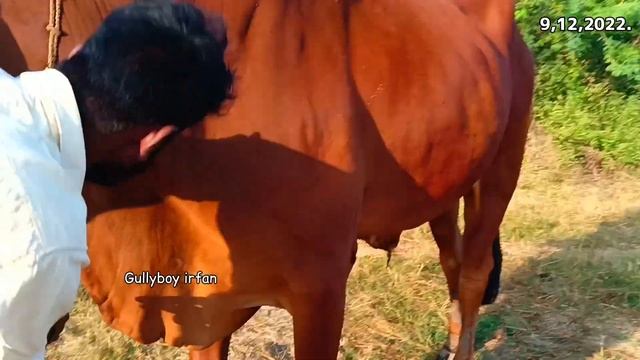 00000 00009 ఏద్దు అమ్మబడును తెలంగాణ సంగారెడ్డి bull for sale telangana sangareddy बैल तेलंगाना смотреть онлайн