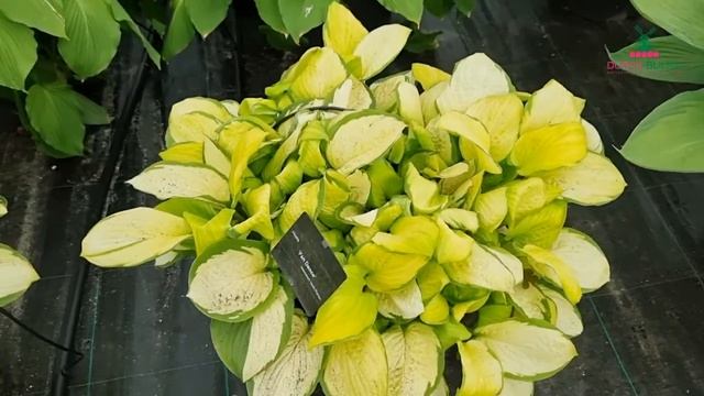 Hosta - Fan Dance смотреть онлайн