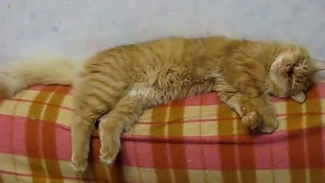 Спящий Альф.avi смотреть онлайн