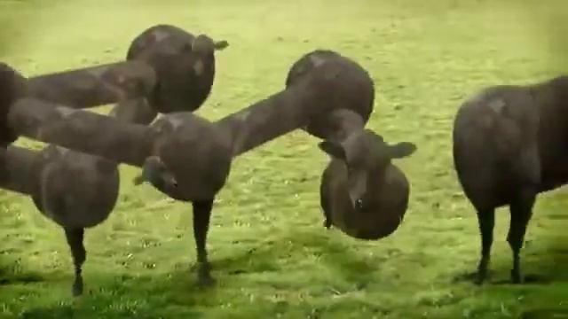 Тест на психику! Кто заржет тот псих! смотреть онлайн