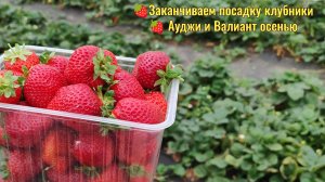Заканчиваем высадку клубники. Обзор на сорта Ауджи и Валиант