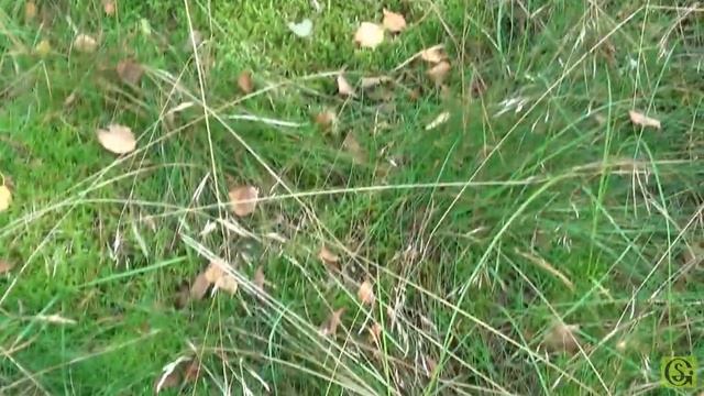 Сбор белых грибов на Куршской косе Окончание смотреть онлайн