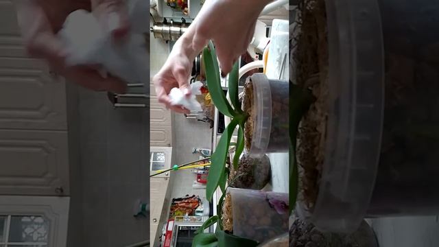 Как наростить ОРХИДЕИ отличные корни и жирные листья! смотреть онлайн