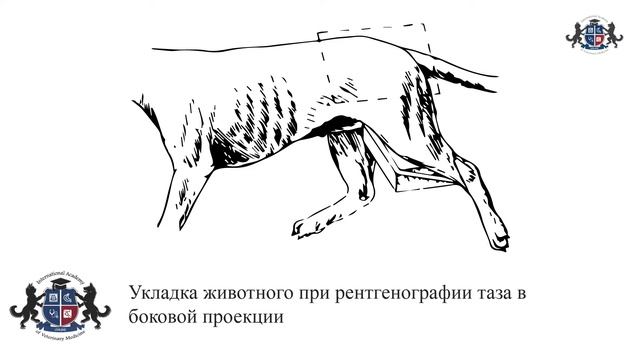 Урок 16. Укладка животного при рентгенографии тазовой области