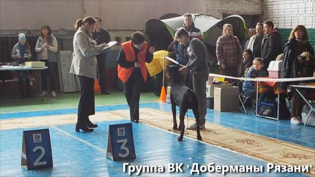 Рязанская весна 2017 (РИНГ ДОБЕРМАНОВ) смотреть онлайн