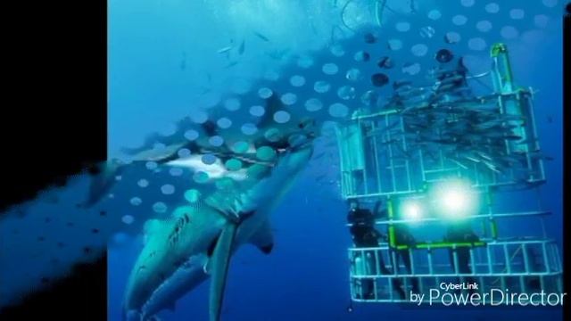 Топ 9 фото с белой акулой. смотреть онлайн