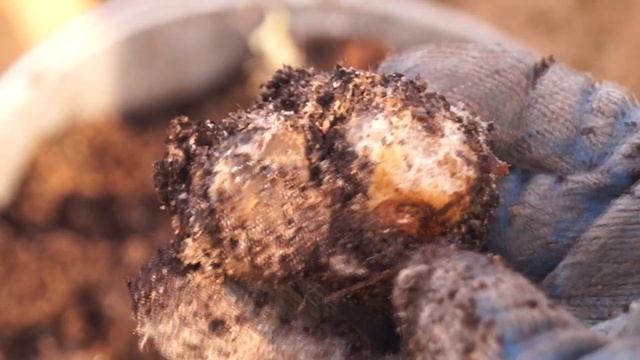 СТРАТИФИКАЦИЯ КАШТАНА В ЗЕМЛЕ смотреть онлайн