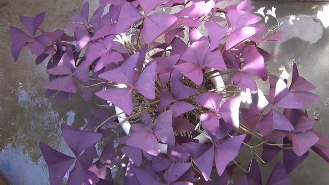 OXALIS Plant CARE 101 - BEST Soil Mix, Fertilizer, Light & Water Requirements & Propagation