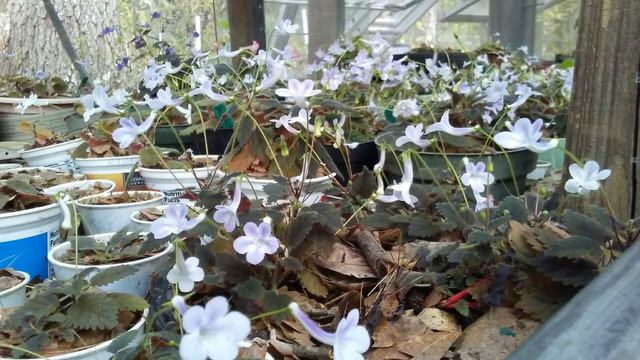 mini and micro Sinningia hybrid project - greenhouse tour смотреть онлайн