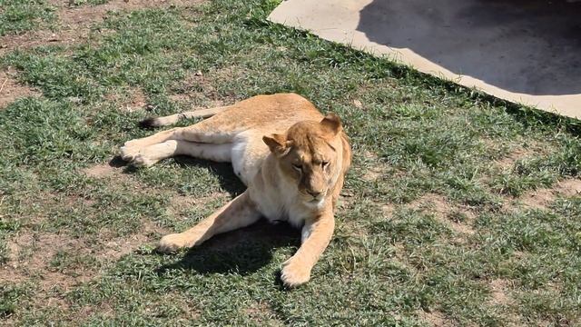 Львица приревновала своего льва) Тайган Lions In Crimean Taigan