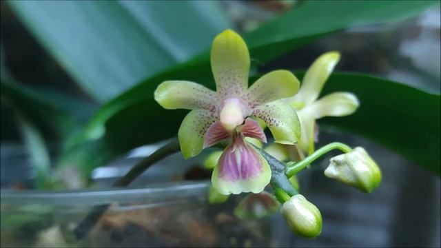 Phalaenopsis Deliciosa