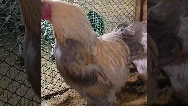 Брама Изабелла.Кукарекаем по просьбе ? смотреть онлайн