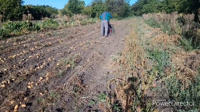 Урожайность новых перспективных сортов. смотреть онлайн