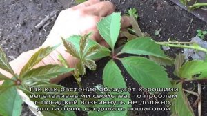 Девичий виноград на балконе