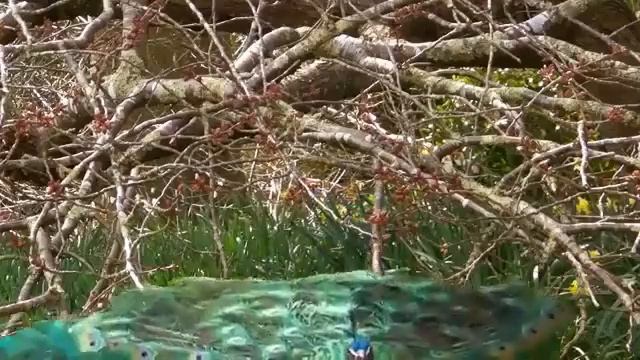 Павлин распускает хвост. смотреть онлайн