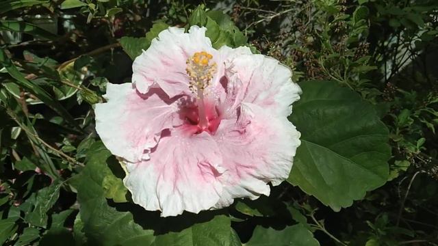 c'est bon hibiscus| Miss Mary Cris смотреть онлайн