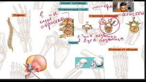 Скелет человека. Типы костей. Соединения костей. Скелет туловища | Биология ЕГЭ