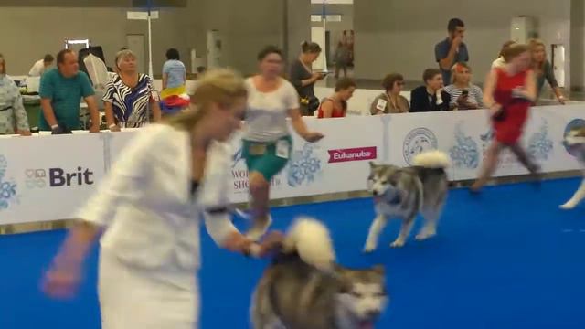 WDS 2016 ринг маламутов смотреть онлайн