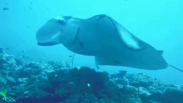 Manta op rif in Malediven смотреть онлайн