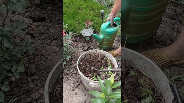 подкормка роз во время цветения. смотреть онлайн