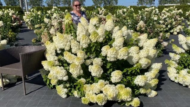 Гортензия метельчатая Полярный Медведь Hydrangea Paniculata `Polar Bear`