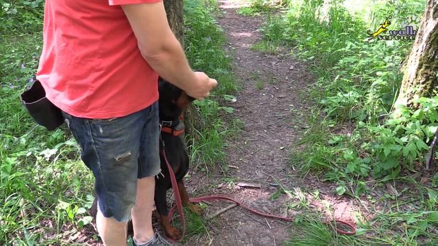 Послушание при отвлекающей игрушке, Доберман Тильда смотреть онлайн