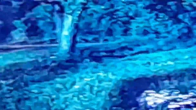 Песня про зайцев -поет Осипов.Н. смотреть онлайн