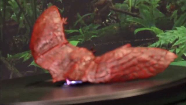 Huge Box Of Godzilla Surprise Toys 50 Gallon Action Figures Godzilla Vs Kong Unboxing WD Toys смотреть онлайн