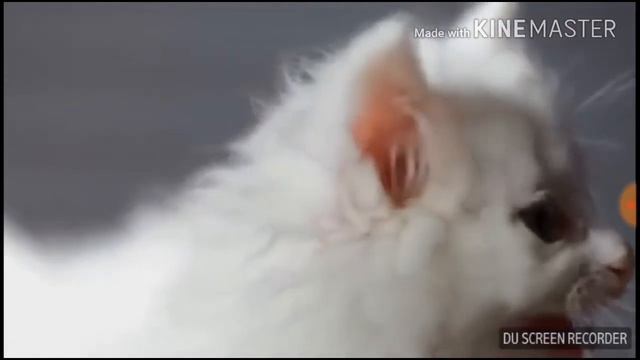Грустная песня котов смотреть онлайн