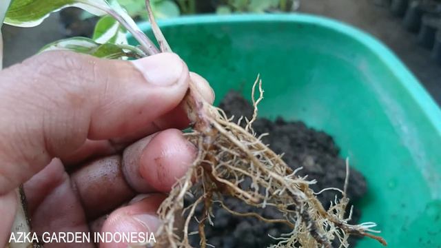 #18 BONGKAR RAHASIA CARA MUDAH PERBANYAKAN CALATHEA WHITE FUSION UNTUK PEMULA!!! смотреть онлайн