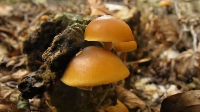 Čepičatka jehličnanová - Galerina marginata смотреть онлайн