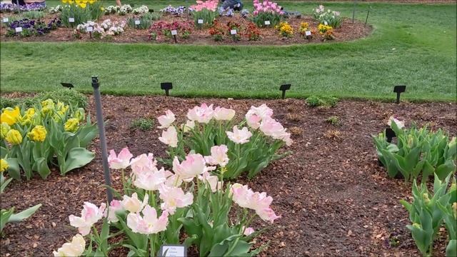 Уход за тюльпанами}Тюльпаны отцвели,что дальше с ними делать?Как закрыть опустевшую клумбу?#тюльпан смотреть онлайн