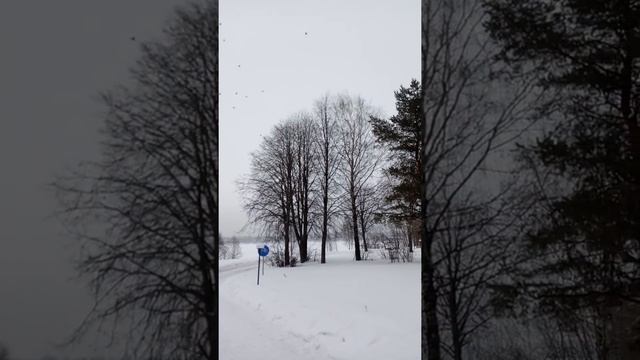 Ястреб тетеревятник и вороны смотреть онлайн