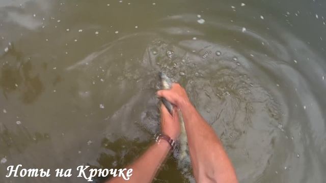 СОСЕДИ УКРАЛИ РЫБУ!! ТАКОЕ ВОЗМОЖНО? рыбалка на нижней Волге смотреть онлайн