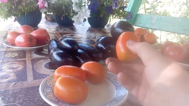 Обзор раннеспелых томатов и баклажан//Шедевр ранний смотреть онлайн